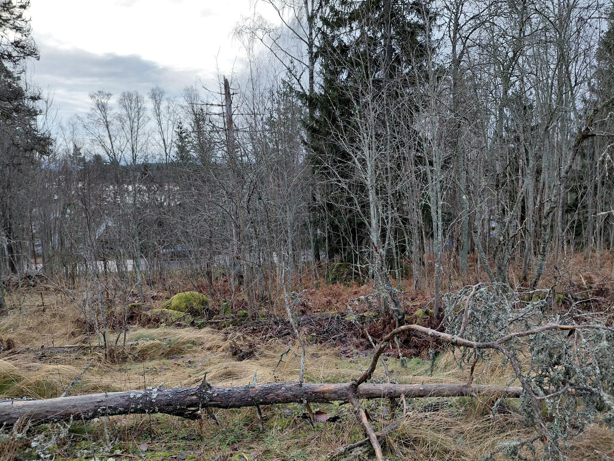 Kuva metsästä tiellepäin