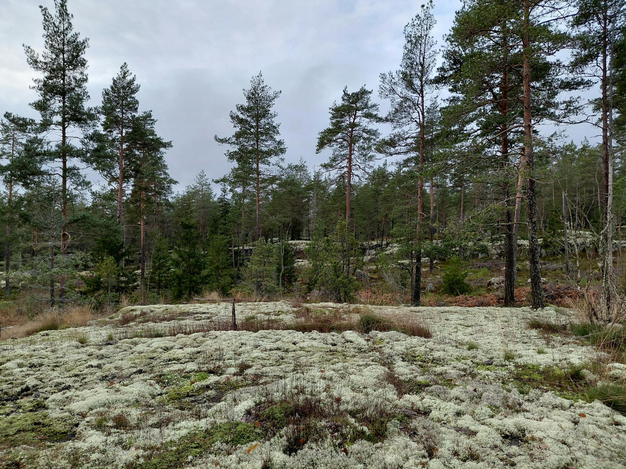 Kuvassa kalliota, joka nousee loivasti ja kauempana jyrkempi nousu