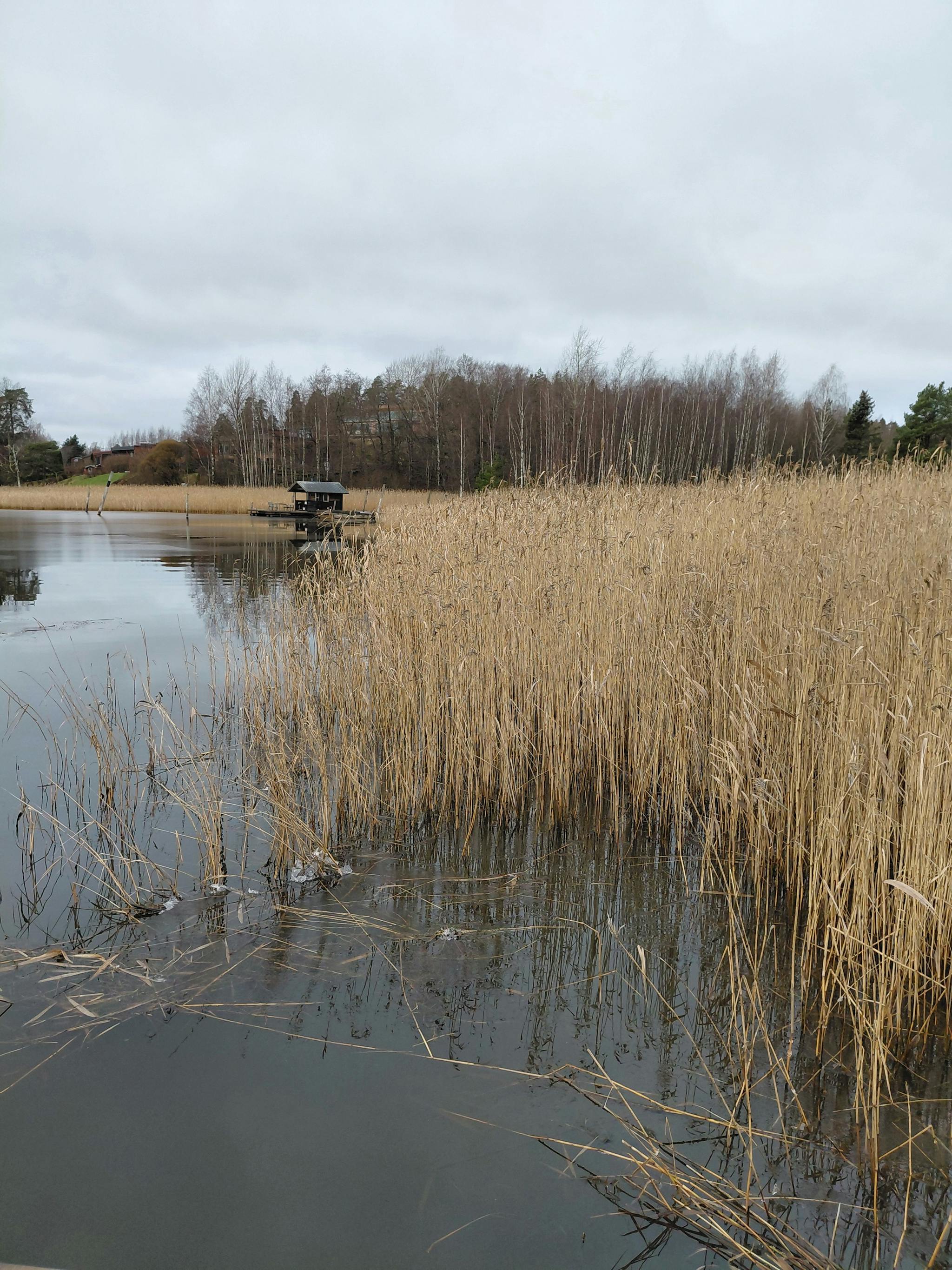 Merenrantaa ja kaislikkoa