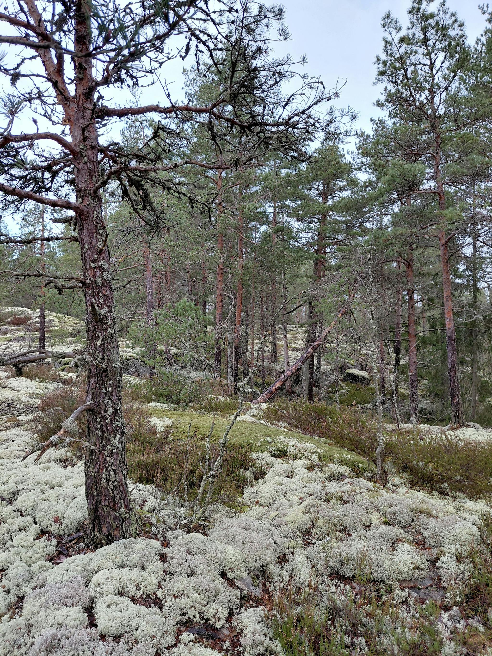 Loivasti laskeva kallio, jolla kasvaa jäkälää ja havupuita