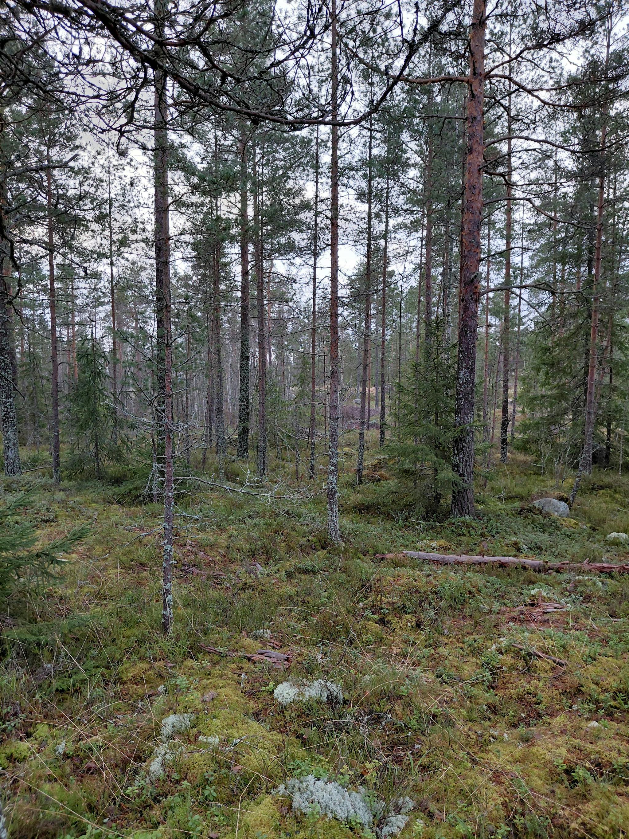 Havupuita ja sammalikkoa