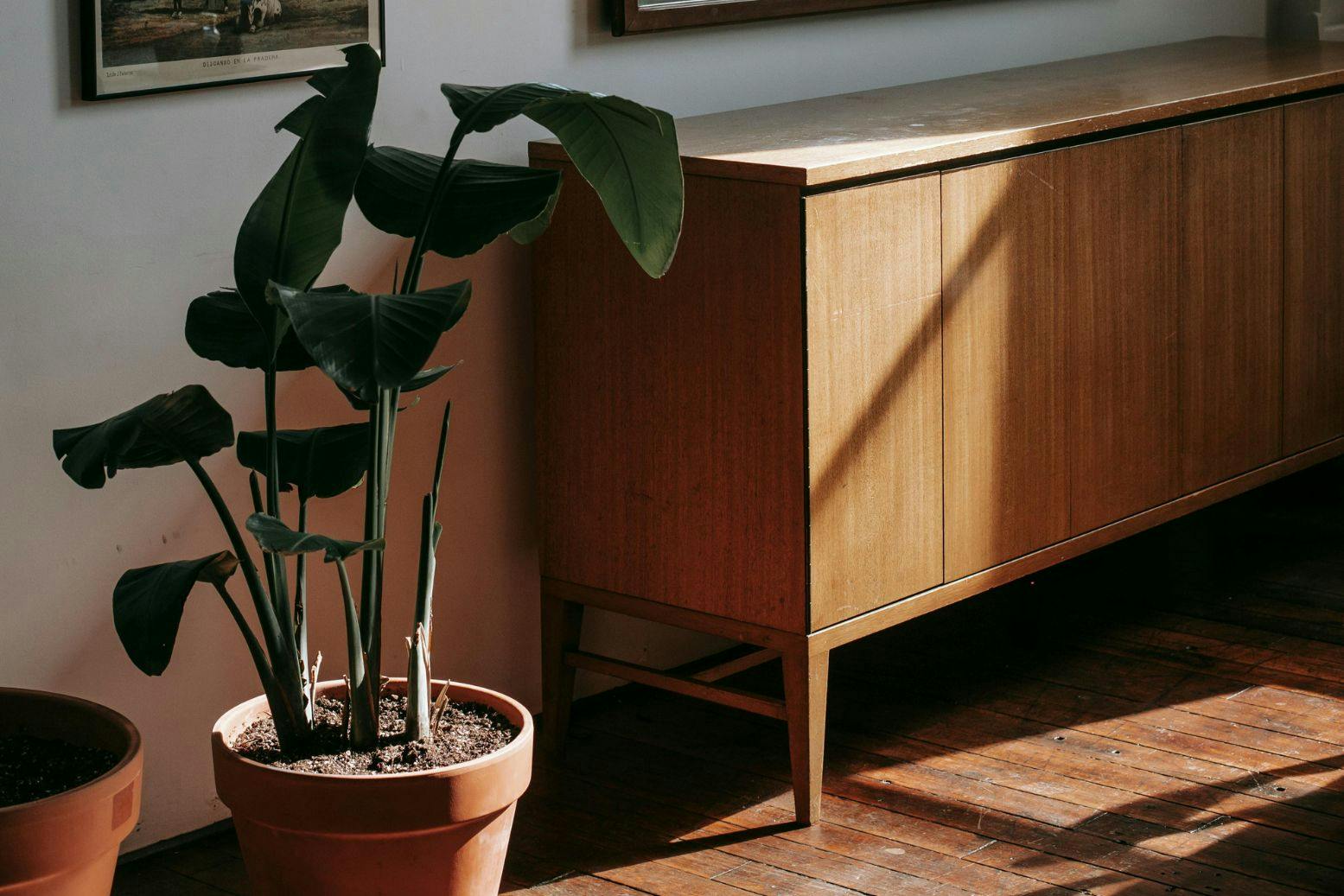 Ruskea senkki viherkasvin vieressä