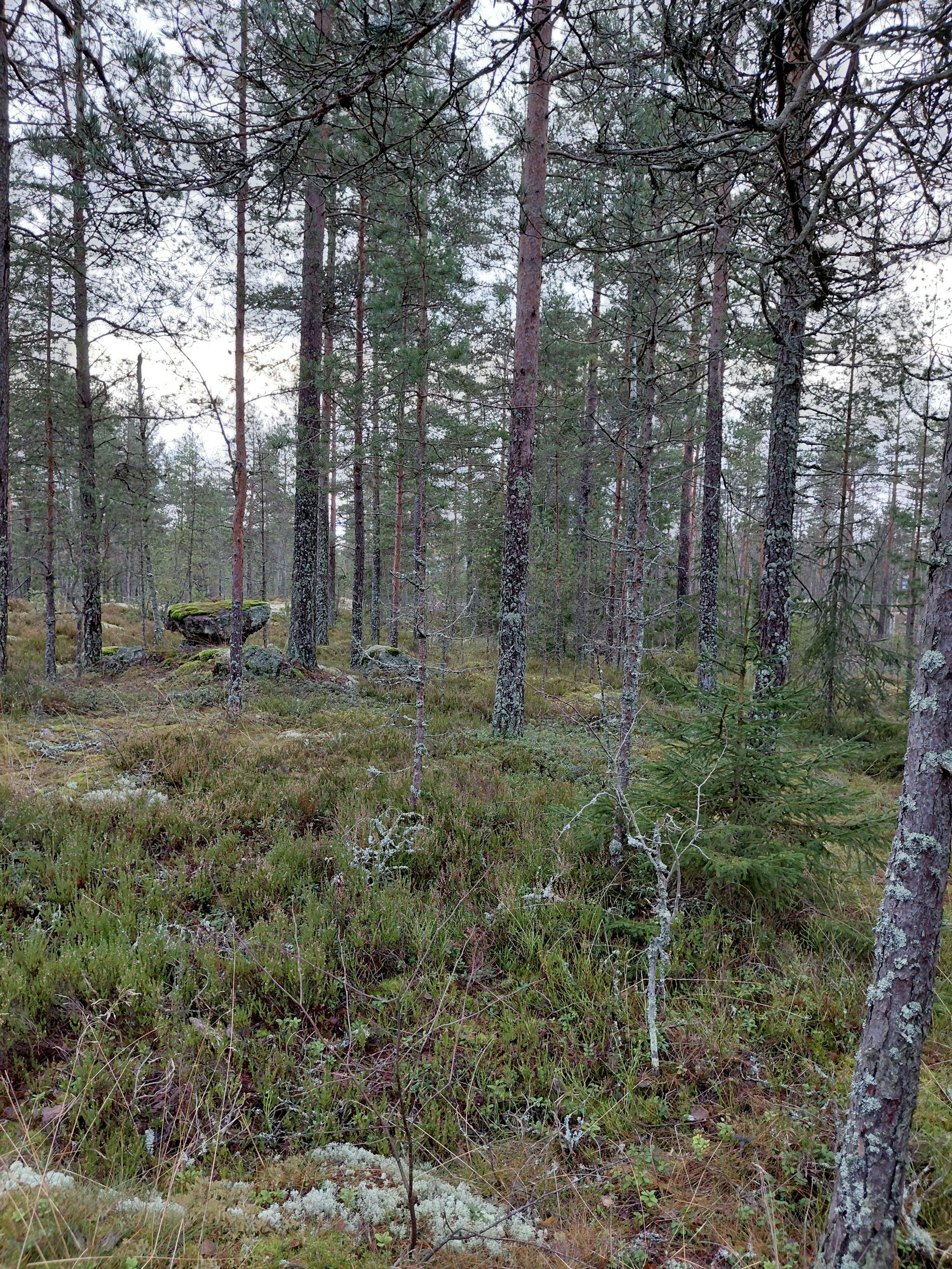 Puustoa kallion laella ja varvikkoa