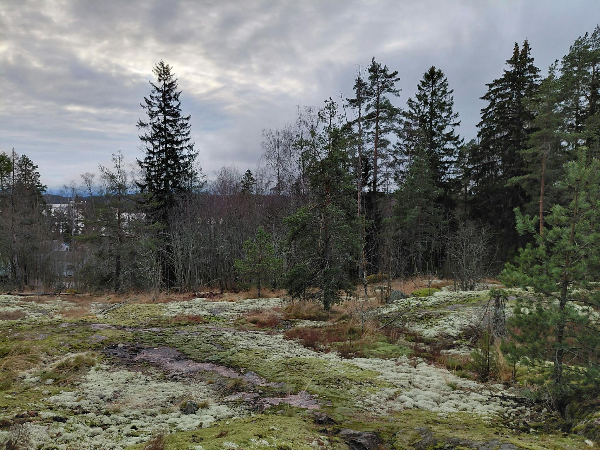 Kuva kallion laelta, maassa kasvaa jäkälää ja havupuita