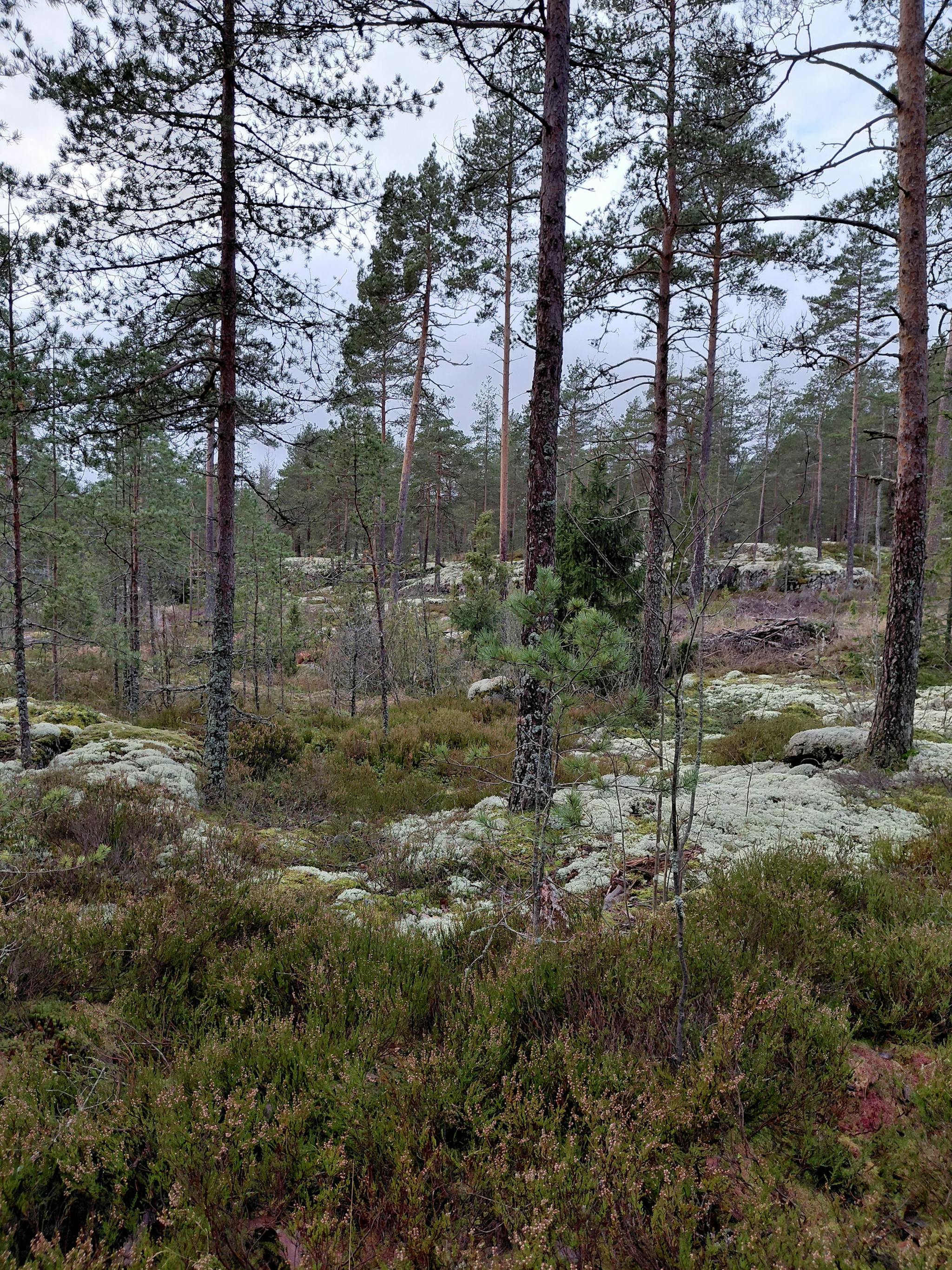 Kuvaa kalliolla ylöspäin, etualalla varvikkoa