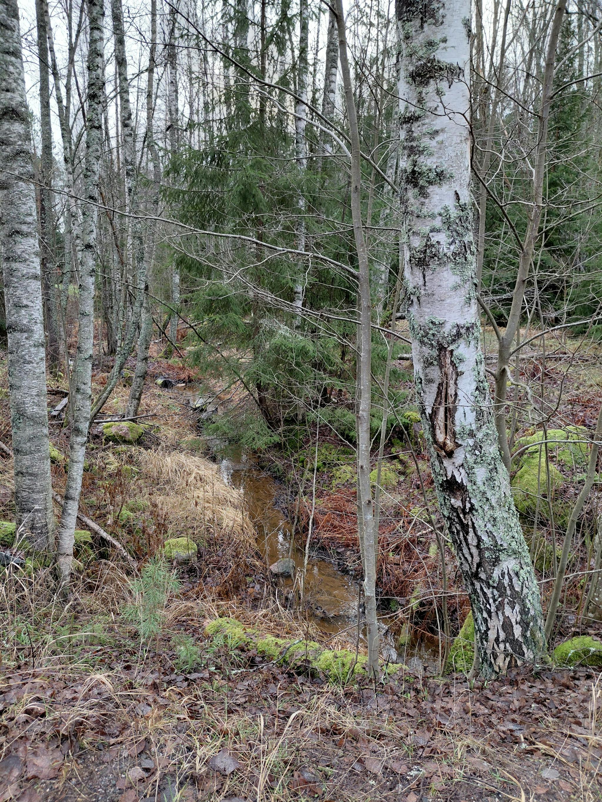 Kuvaa koivikikosta